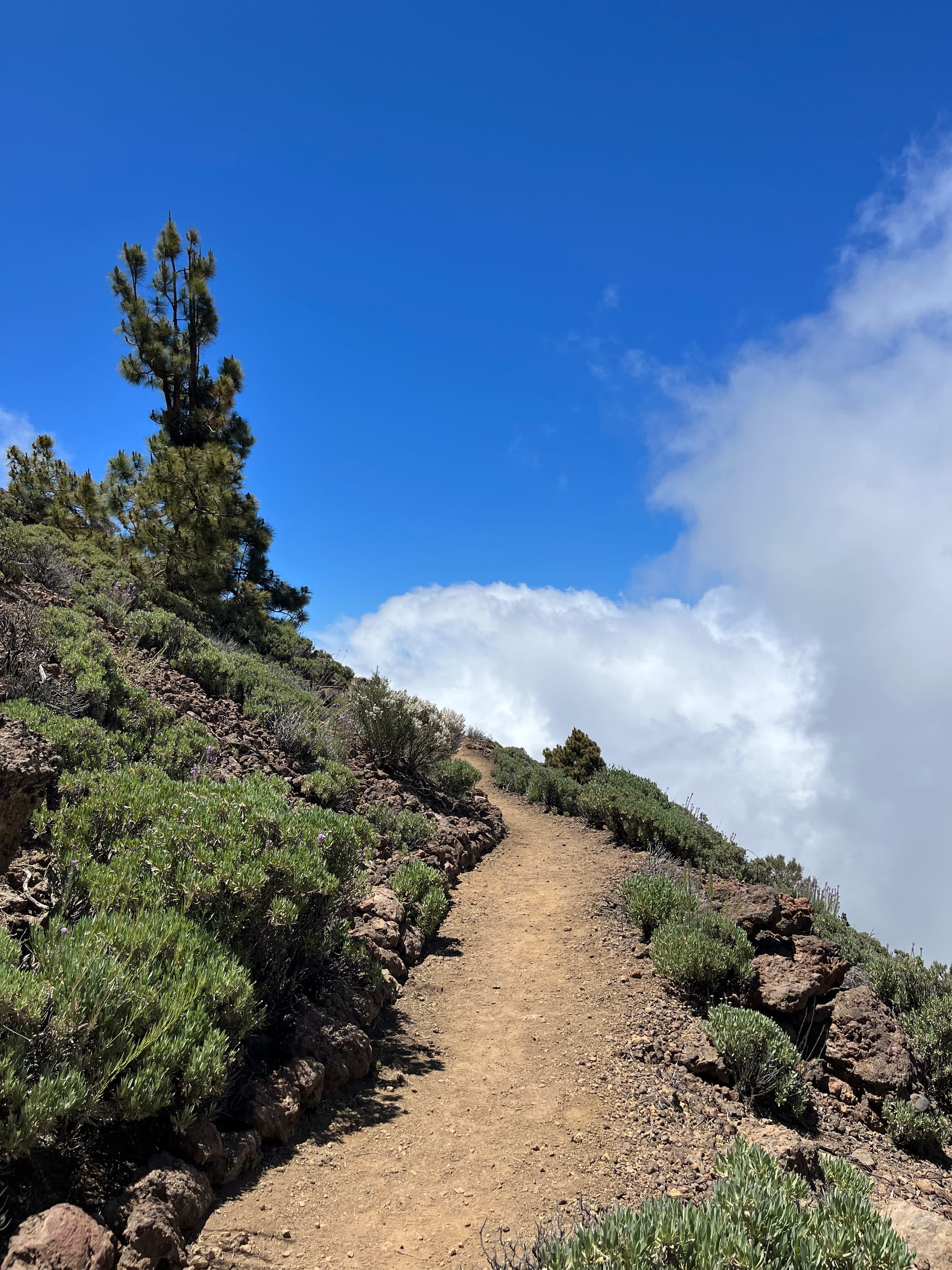Teidės nacionalinis parkas + La Orotava miestas