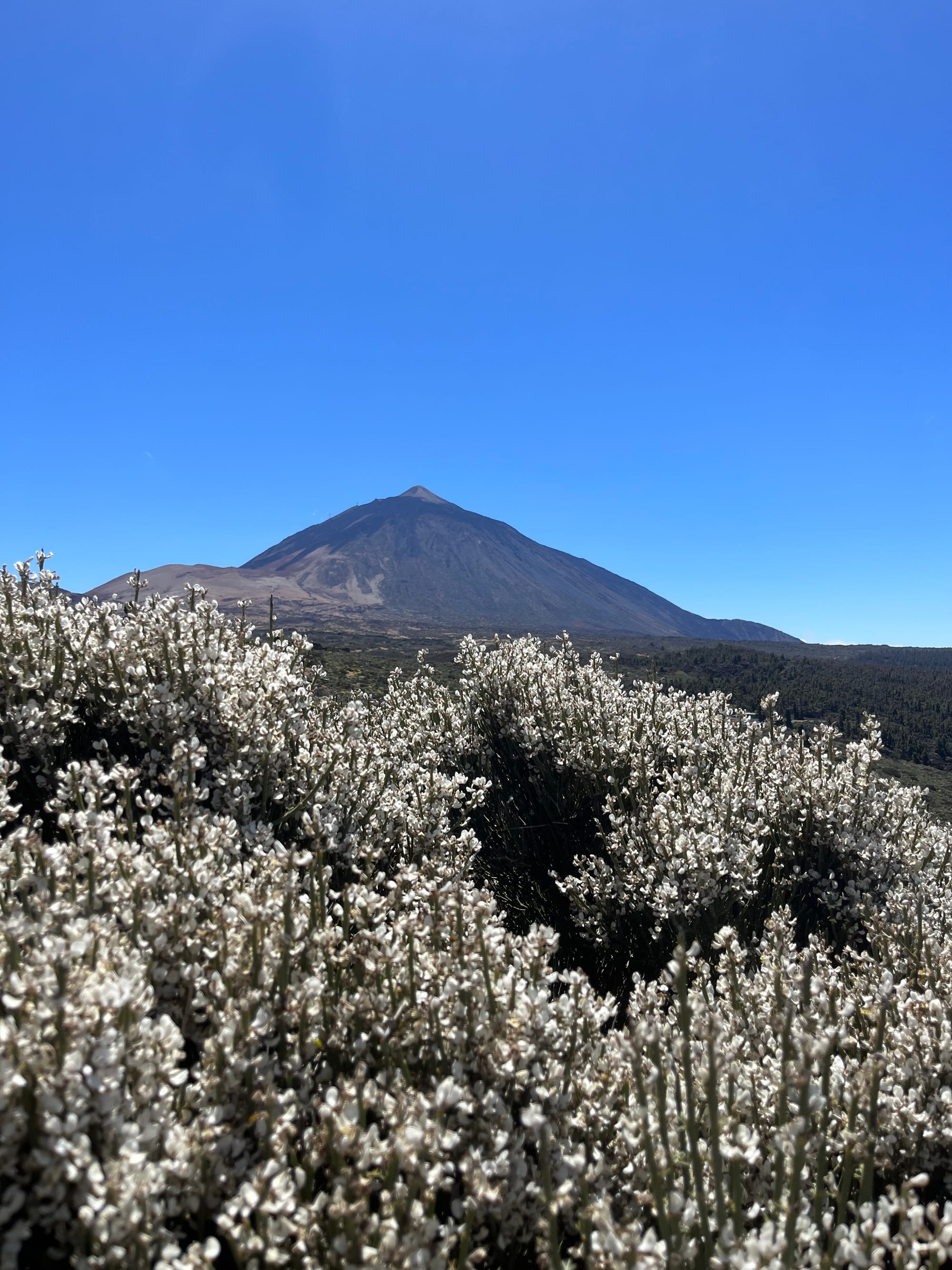 Teidės nacionalinis parkas + La Orotava miestas